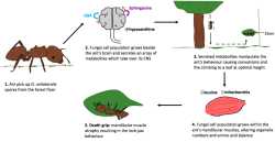 Ant_behavioural_manipulation_by_O._unilateralis