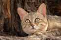 4-Edmund-Aylmer-African-wildcat-Kgalagadi