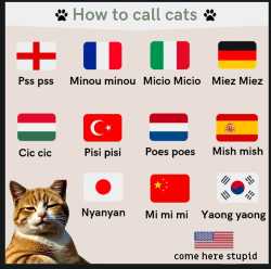 how to call cats