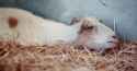 RoverPets_Part11_01_Heartbroken-Goat