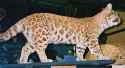 Pumapard5