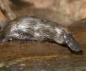 platypus-burrow