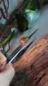 my-chorus-frog-romain-jumped-on-the-feeding-tongs-after-he-v0-w17vvstqdh2e1