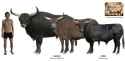 the-aurochs-and-its-less-impressive-domestic-cattle-v0-jbck46pvishb1