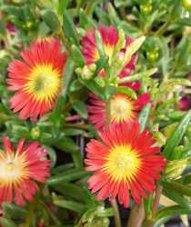 Delosperma-Suntropics-Red-WEB-scaled[1]