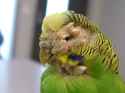 scaly-budgie