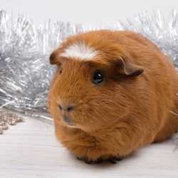 American-Crested-Guinea-Pig