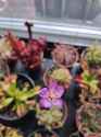 Drosera aliciae flower