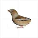 Hawfinch VCOG