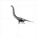 Mamenchisaurus hochuanensis skeletal VCOG