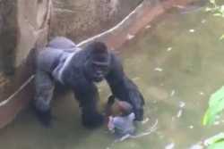 Harambe_with_boy