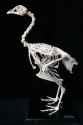 Gallus gallus skeleton