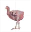 Gallus plucked VCOG