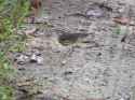 redreader_dl_1345075