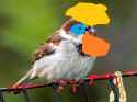 Scientifically accurate house sparrow