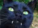 Vampire Cat