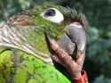 Thinking_Bird