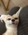 devious_fennec