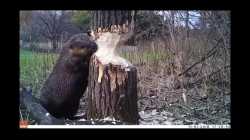 beaver gnawing on tree