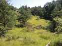Pine-Barrens-3533