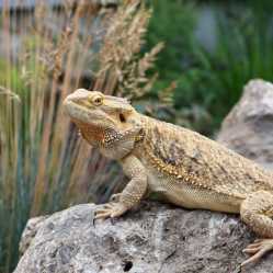 bearded dragon