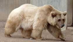 grizzly polar bear