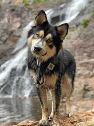 gerberian-shepsky-near-waterfall-wanderlustshepskies-a534eca775b14ebeb92573096546936d