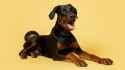 BLOG_BREED_IMAGES_DOBERMAN_1_dbefc5eb-a55e-4df4-8956-df24e1286f5e