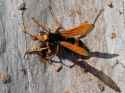 1280px-Sydney_Spider_Wasp[1]