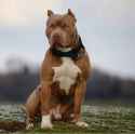 Pitbull