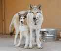 husky &amp; wolf