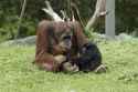 orange and darkie having some malarkey