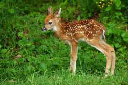 deer