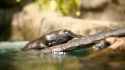 san diego platypus