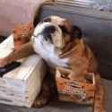i-am-busy-dog