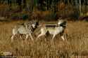 2 wolves 1 sticc