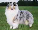 blue-merle-collie_twin-city-wyndlair-anthem