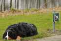 Dog_has_something_human_(3334391611)
