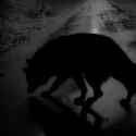 dark wolf