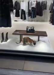 BestWishes_cat