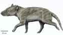 Harpagolestes_macrocephalus24