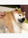 toofs