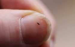 fleas-1