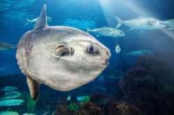 moon fish