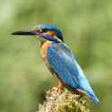 Common_Kingfisher