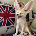 english_fennec