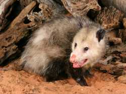 istock_000006670261small_opossum