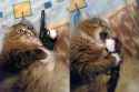 sick of it all cat