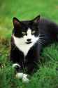 Socks (c.1989 – February 20, 2009