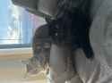 kitties